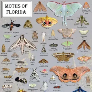 thumbnail for publication: Magnificent Moths: A Guide to Begin “Mothing” and Contributing Your Observations to iNaturalist
